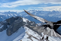SUISSE_23