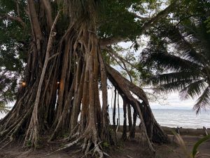 Ara Dinawan Island Resort 7