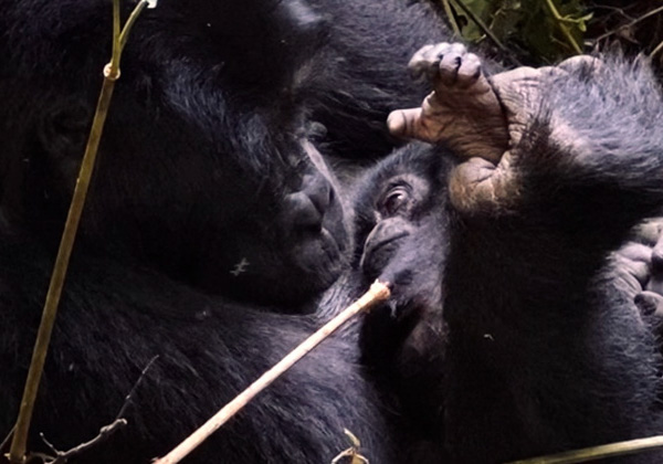 les gorilles de montagne de Bwindi