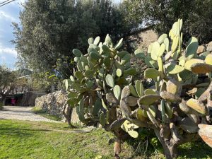 L’Agriturismo Il Bergamotto12