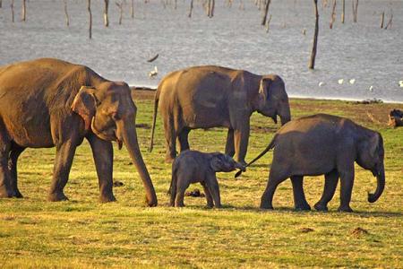 elephant Kaudulla (3)