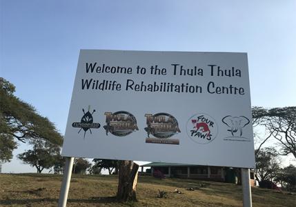 thula thula  15